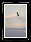 vol de stern 01 * 474 x 700 * (37KB)